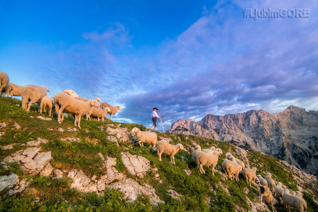 ljubim_gore_pastir_z_ovcami_foto_primoz_senk