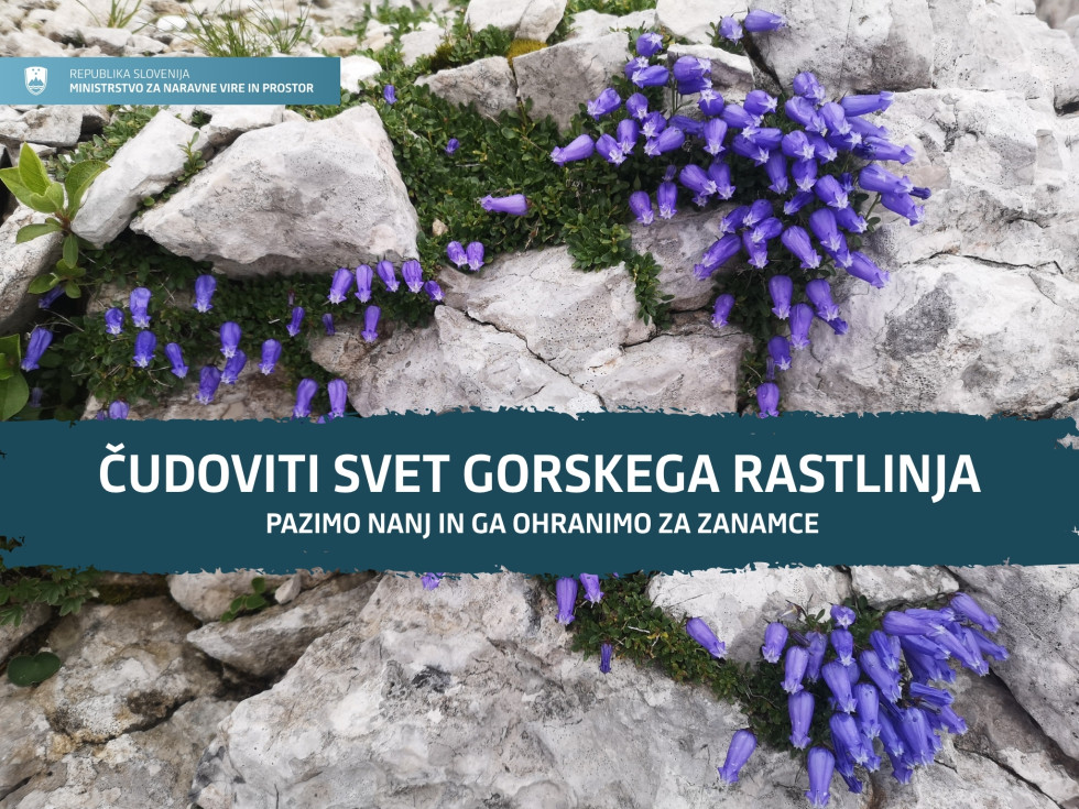 cudoviti_svet_gorskega_rastlinja cudoviti_svet_gorskega_rastlinja