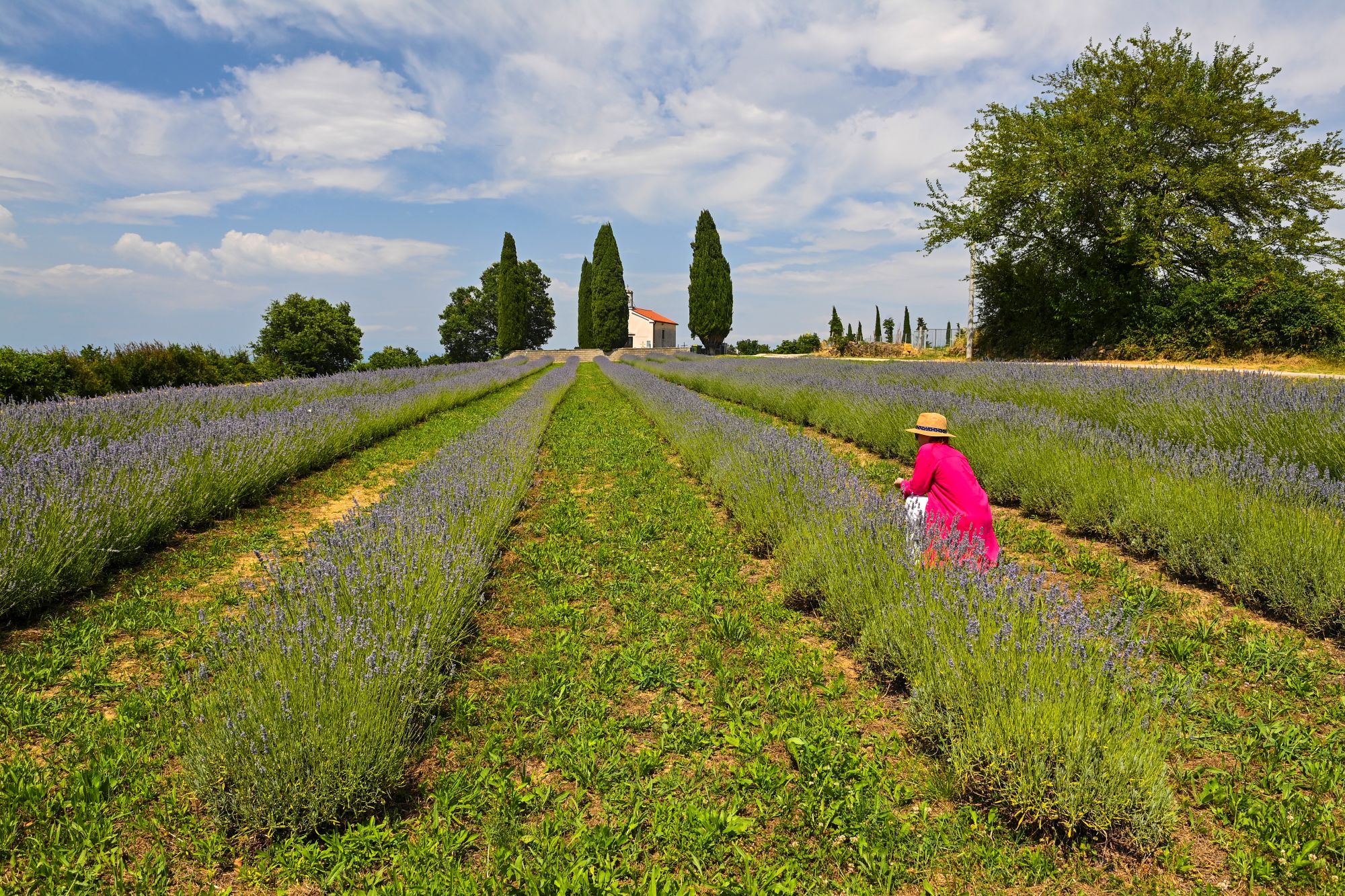 sivkina_polja_pri_sv_petru_foto_franci_horvat sivkina_polja_pri_sv_petru_foto_franci_horvat