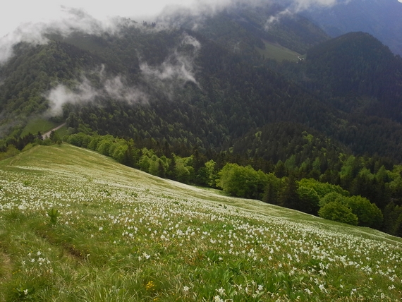 pd_jesenice_ogled_poti_2016_golica_foto_branko_jenstrle__5_