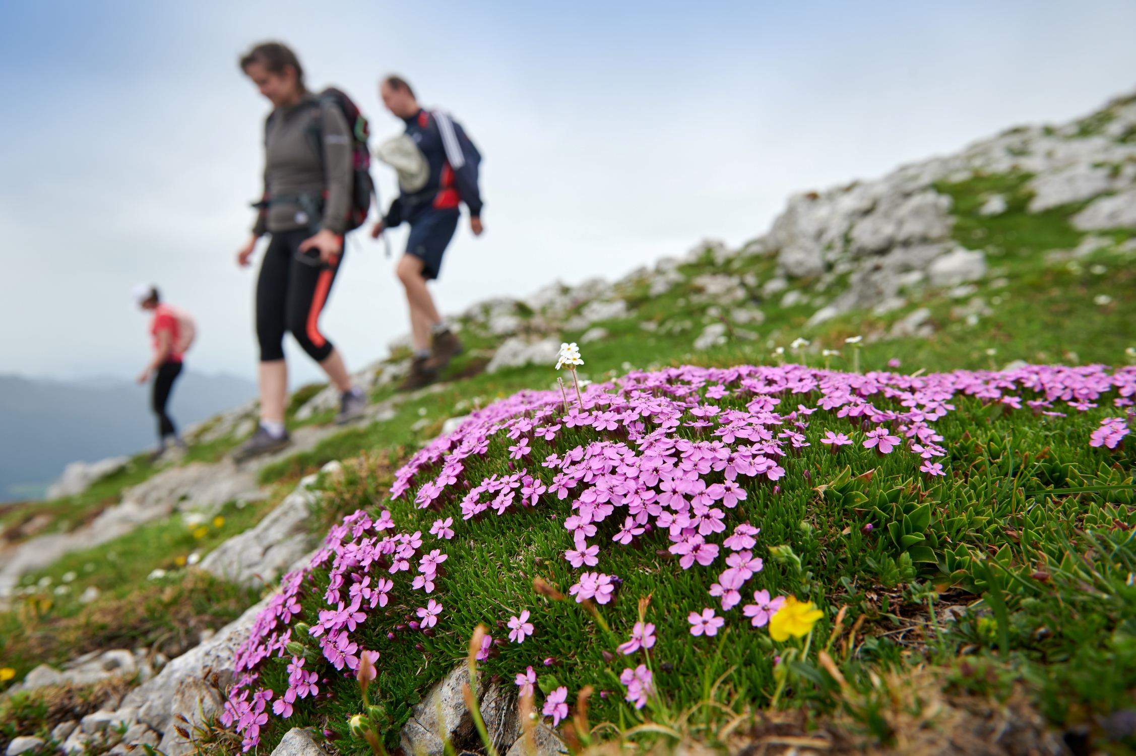 Flora_Raduha_Foto_Tomo_Jeseni__nik