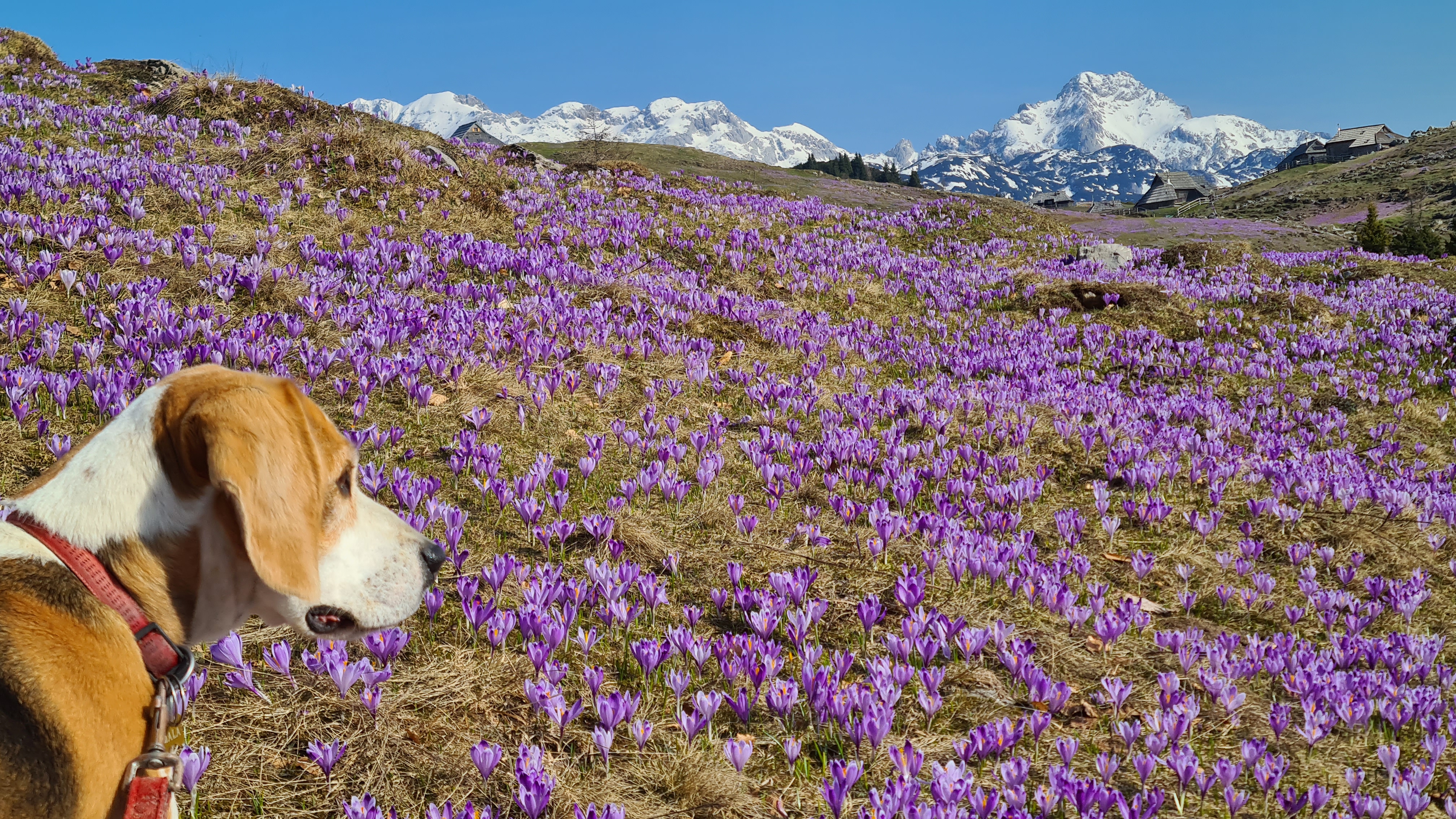 Velika_Planina_foto_Matej_Planko