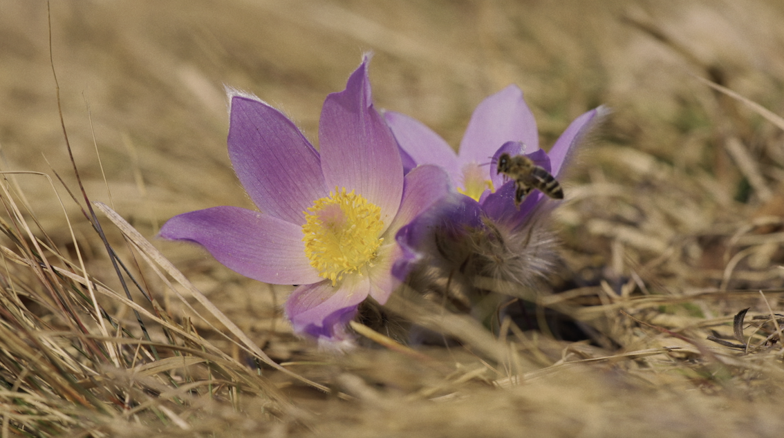 velikonocnica_Foto_Matej_Vrani___002_