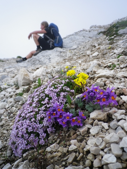 gorsko_cvetje_foto_matej_ogorevc_m