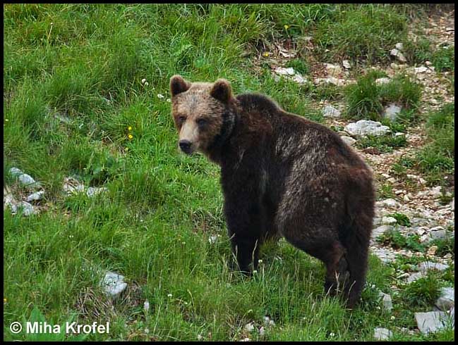 Medved, fto Miha_Krofol